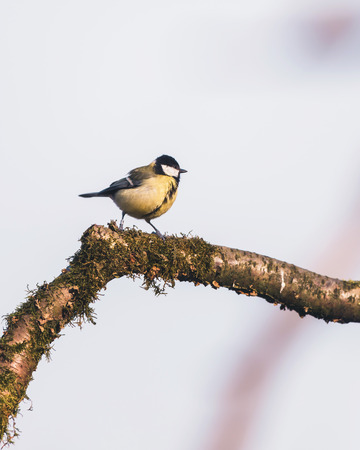 Great tit on a mossy branch.の写真素材