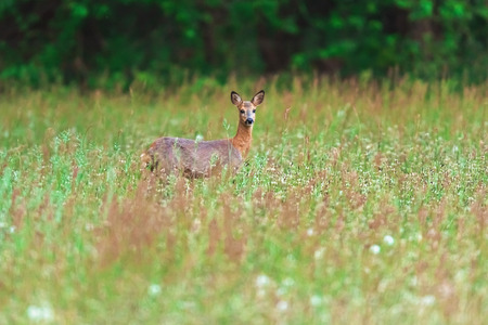 Roe deer in meadow with tall grass in spring.の写真素材