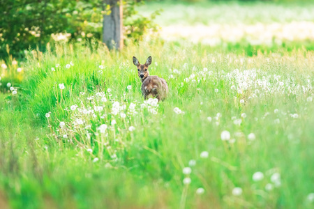Roe deer in meadow with dandelions.の写真素材