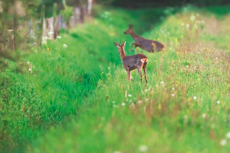 Roebuck and doe in field at edge of ditch.の写真素材