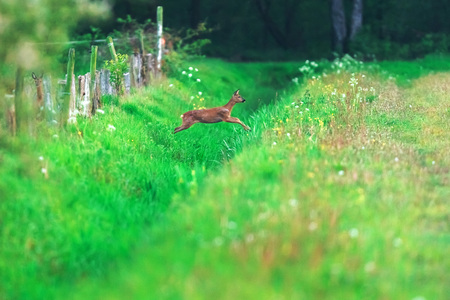 Roe deer in field jumping over ditch.の写真素材