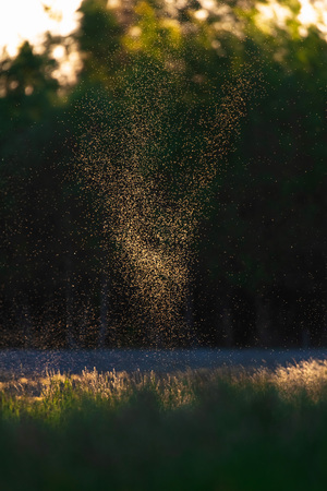 Flies and mosquitos above field in backlight of evening sun.の写真素材