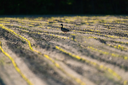 Mallard in backlight in field with fresh sowed corn.の写真素材