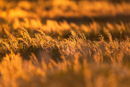 Field with tall grass in golden hour.の写真素材