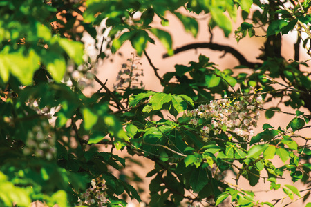 Close-up of leaves of tree in spring.の写真素材