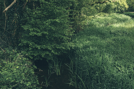 Trees and meadow with tall grass in spring.の写真素材