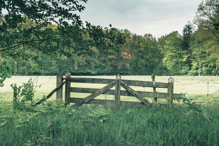 Wooden fence gate in meadow in forest in spring.の写真素材
