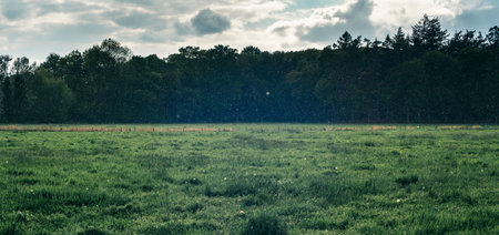 Forest meadow during heavy rain in spring.