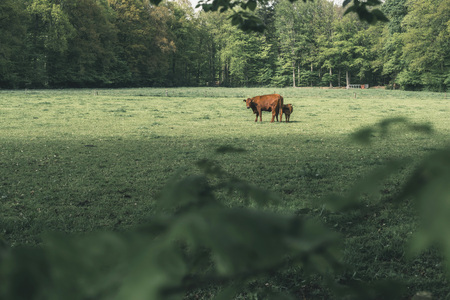 Brown cow with calf in forest meadow in spring.の写真素材