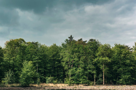Forest with bare field under cloudy sky in spring.