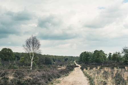 Dirt road in hilly heather landscape under blue cloudy sky.の写真素材