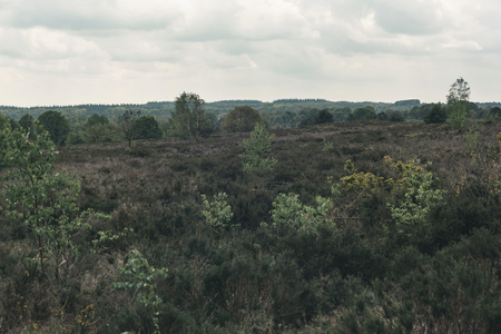 View over hilly heather landscape with trees in spring under cloudy sky.の写真素材