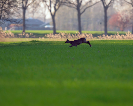 Roe deer doe running through meadow.の写真素材