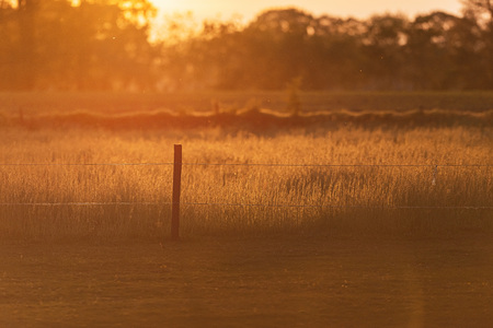 Fence post in tall grass in backlight of evening sun in spring.の写真素材