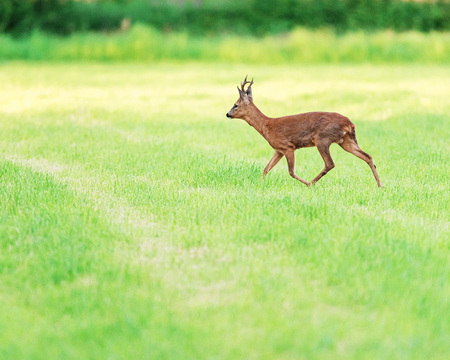 Roebuck walking in mowed meadow in spring.の写真素材