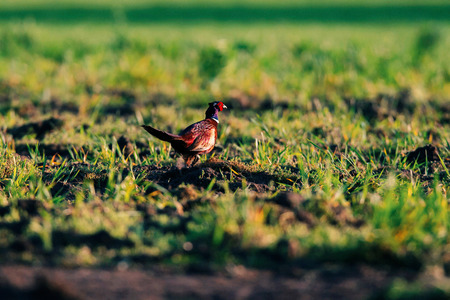 Male pheasant in farmland in evening sunlight.の写真素材