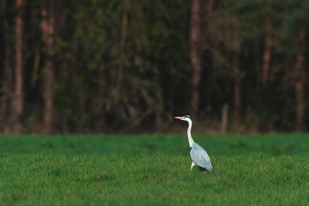 Grey heron in meadow at forest edge in early spring.の写真素材