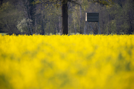 Deer hunt post at edge of rapeseed field.の写真素材
