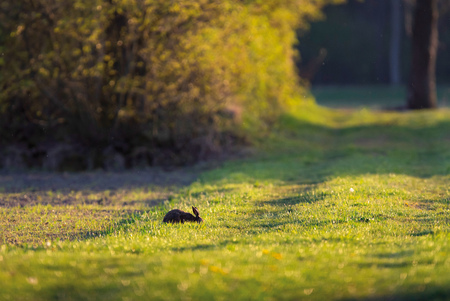 Hare sitting low in meadow in backlight of morning sunlight in spring.の写真素材