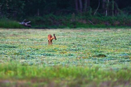 Young roe deer eating herbs in meadow near forest.の写真素材