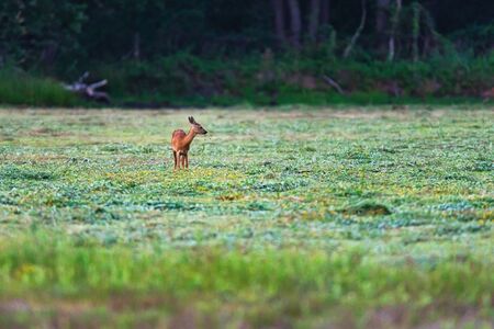 Young roe deer eating herbs in meadow near forest.の写真素材