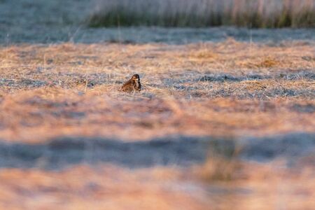 Buzzard sits in mowed meadow in evening sunlight.の写真素材