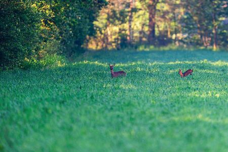 Roe deer with fawn in meadow at sunrise.の写真素材