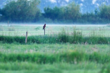 Buzzard perched on wooden pole in misty countryside.の写真素材
