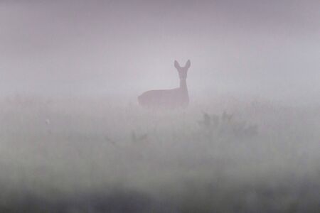 Roe deer doe in misty meadow.の写真素材