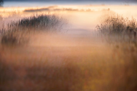 Misty field in countryside at sunrise.の写真素材