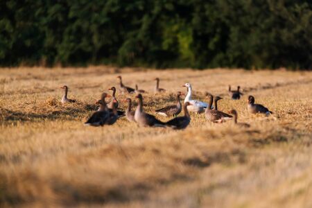 Geese in meadow with dry yellow grass.の写真素材