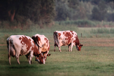 Grazing cows in meadow near forest.
