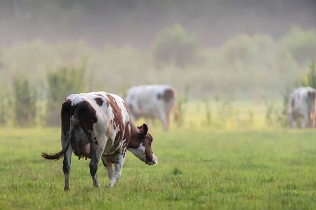 Cattle in misty meadow in summer.の写真素材