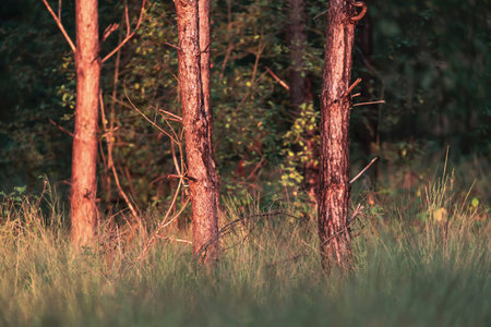 Pine tree trunks in morning sunlight.