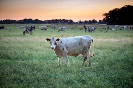 Dairy cattle in summer meadow at sunset.の写真素材