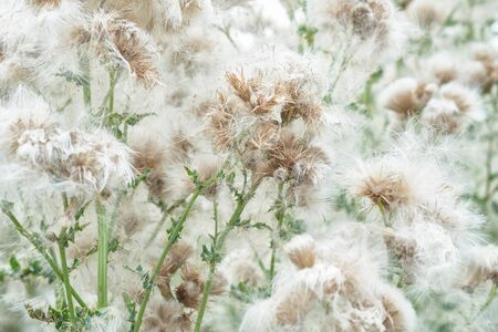 Close-up of fluffy plants during summer.の写真素材
