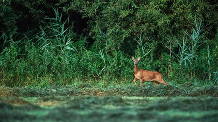 Alert roe deer doe at edge of lush forest.の写真素材
