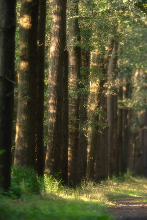 Trunks along forest path in sunlight in summer.