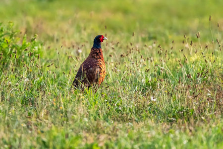 Male pheasant in morning sunlight in pasture.