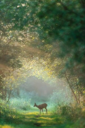 Roe deer doe on misty forest trail at dawn.の写真素材