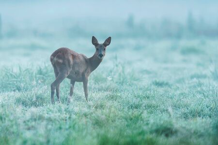 Roe deer in pasture with dew at dawn.の写真素材
