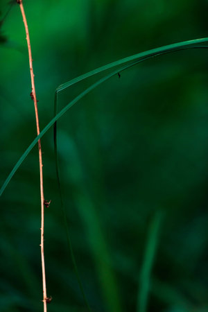 Closeup of a twig and blade of grass.