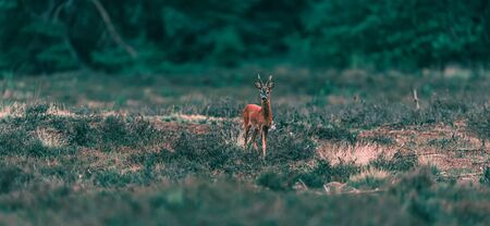 Roe deer buck stands in heather landscape.の写真素材