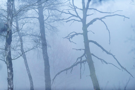 Bare trees on misty morning in winter.