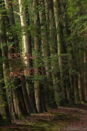Row of tree trunks on forest path in sunlight on summer morning.の写真素材