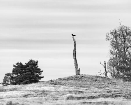 Bird of prey perched on dead tree in dunes.の写真素材
