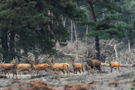 Red deer stag with group of females during rutting season.の写真素材