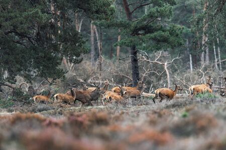 Red deer stag with group of females during rutting season.の写真素材