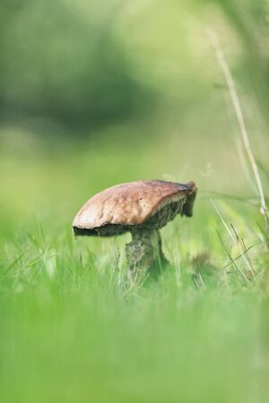 Big mushroom between tall grass.の写真素材