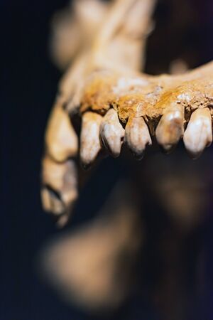 Close-up picture of teeth in skull of dinosaur.の写真素材